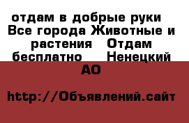 отдам в добрые руки - Все города Животные и растения » Отдам бесплатно   . Ненецкий АО